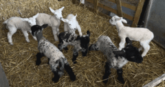 Farmer's shock as sheep gives birth to seven lambs - one shy of world record