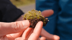 Killer fungus could be good news for habitats decimated by invasive moss