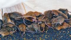 Inside Australia’s mouse nightmare: The farmers living with a rodent plague