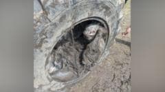 Pony rescued from inside tractor tyre